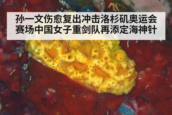 孙一文伤愈复出冲击洛杉矶奥运会赛场中国女子重剑队再添定海神针